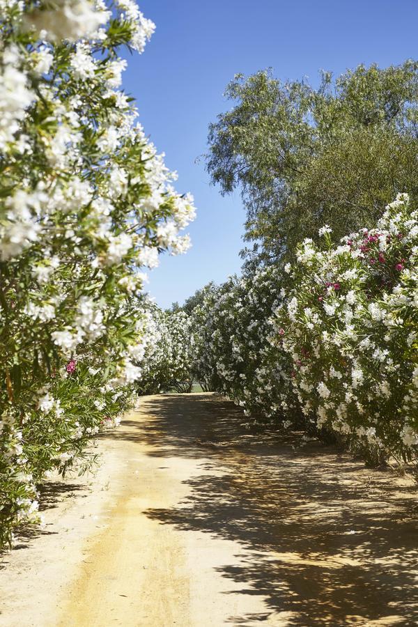 Готель Hacienda De San Rafael Лас-Кабесас-де-Сан-Хуан Екстер'єр фото